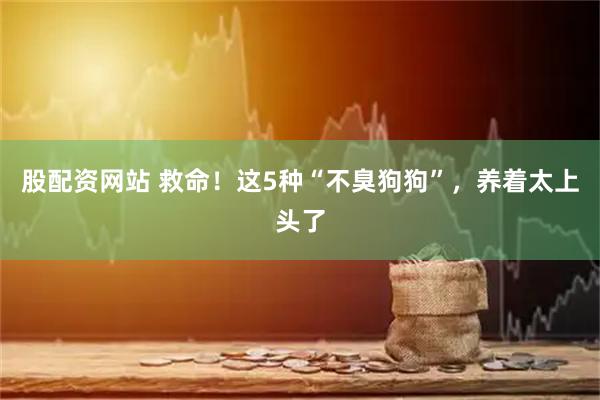 股配资网站 救命！这5种“不臭狗狗”，养着太上头了